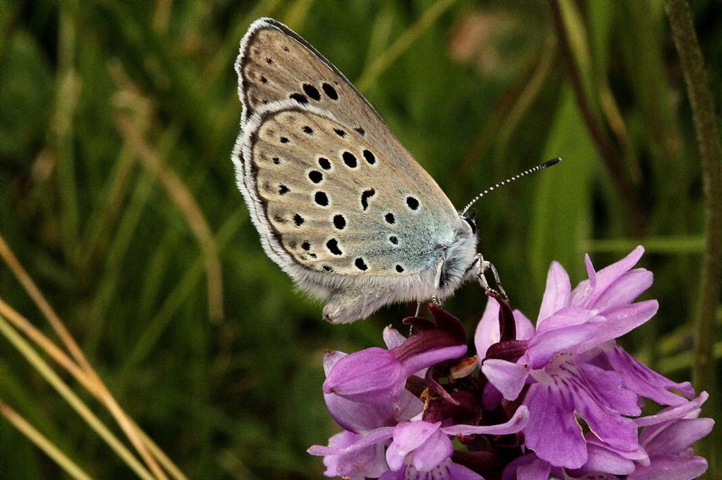 Maculinea arion? S